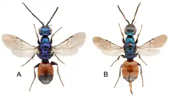 Cleptes sfenthourakisi, самец и самка