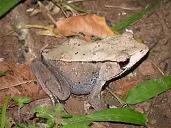 Коротконогая лягушка