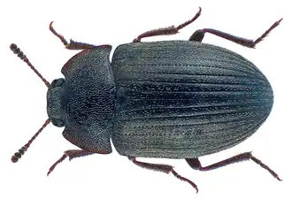 Clitobius ovatus