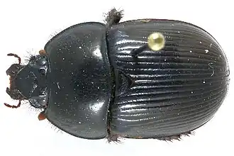 Cnemotrupes blackburni
