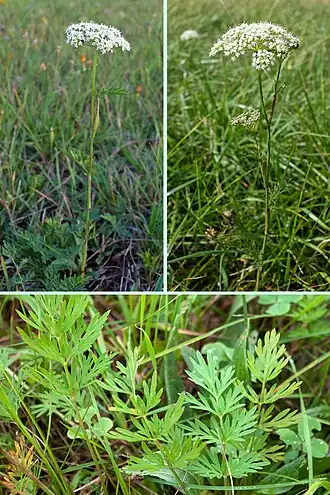 Кадения сомнительная