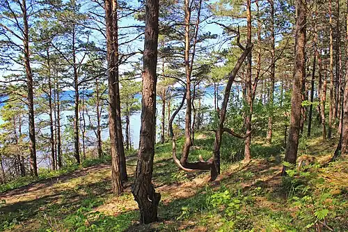 Лес на берегу моря