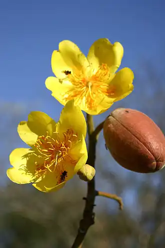Cochlospermum vitifolium в Гуанакасте, Коста-Рика