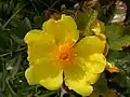 Цветок Cochlospermum planchonii
