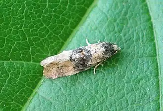 Cochylis nana (Haworth, 1811)