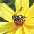 Coelioxys, Южная Каролина