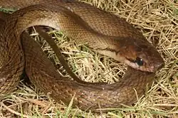 Крысиная змея Шлегеля