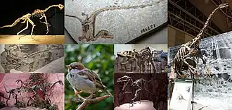 По часовой стрелке, начиная сверху слева: овирапторид GIN 100/42 (читипати?), синозавроптерикс, 
Nothronychus mckinleyi, тираннозавр, бэмбираптор, домовый воробей, струтиомим и микрораптор гуи