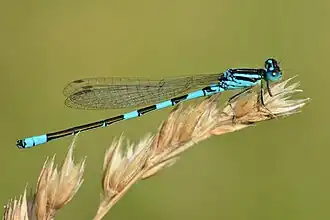 Стрелка красивая (Coenagrion pulchellum)