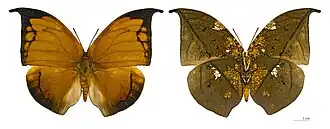 Coenophlebia archidona