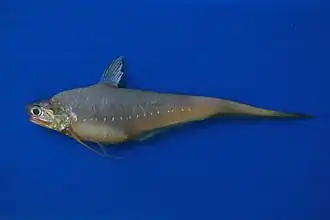 Пятнистая коилия (Coilia dussumieri)