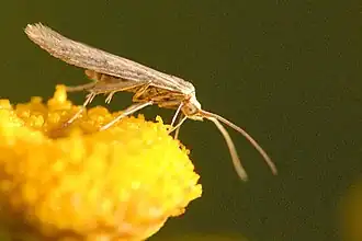 Coleophora