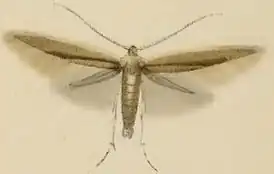 Coleophora milvipennis