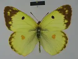 Желтушка южная