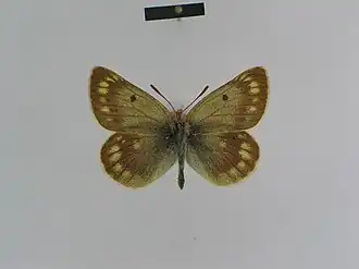 Самец подвида Colias cocandica culminicola