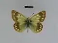 Самец Colias cocandica maja