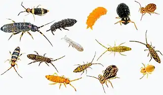 Разнообразие ногохвосток