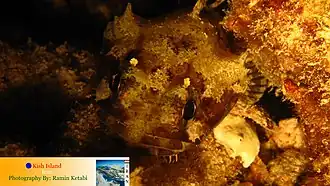 Colletteichthys dussumieri