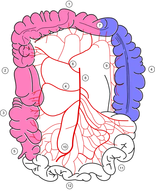 Кровоснабжение кишечника
6 - средняя ободочная артерия