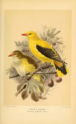 Обыкновенная иволга