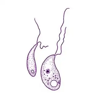 Схематичное изображение Colpodella vorax