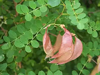 Листья и бобы