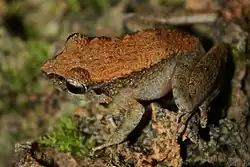 Platymantis dorsalis