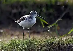 Большой улит