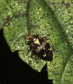Liocoris tripustulatus