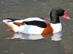 Пеганка (самец) (Tadorna tadorna)