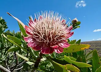 Цветущая P. caffra