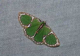 Comostola cedilla(Geometrinae)