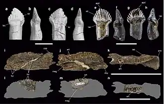 Зубы и правые зубные кости Stegouros (a—d и i—k) и Antarctopelta (e—h и l—n)