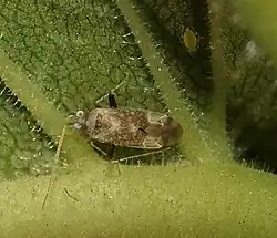 Compsidolon salicellum