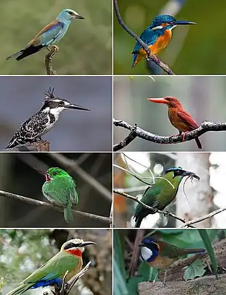 Левый столбец: сизоворонка, малый пегий зимородок, ширококлювый тоди, белолобая щурка;
Правый столбец: обыкновенный зимородок, пламенная альциона, Momotus aequatorialis, синеголовая земляная ракша-ателорнис.