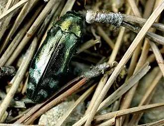 Coraebus florentinus
