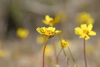 Кореопсис калифорнийский