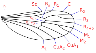 Corethrellidae, 100 видов
