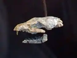 Ископаемый череп Cormocyon leptodus