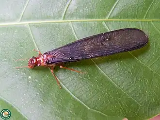 Cornitermes cumulans