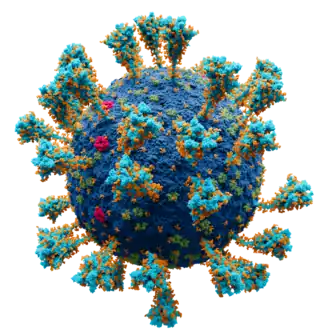 Атомарная модель коронавируса SARS-CoV-2.Цветовое обозначение:
— Мембрана
— S протеин
— E протеин
— M протеин
— Глюкоза