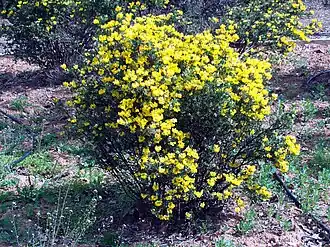 Вязель валенсийский (Coronilla valentina)