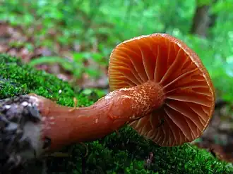 Характерные редкие пластинки Cortinarius distans