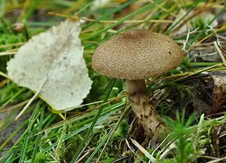 Паутинник чешуйчатый