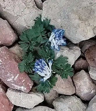 Цветущее растение на каменистом склоне