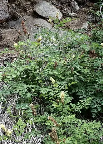 Цветущее и плодоносящее растение, растущее по берегу горной реки в ельнике. Хребет Терскей-Алатау, Кыргызстан.