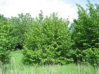 Общий вид растения