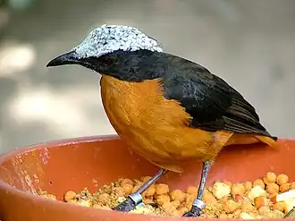 Белошапочная чекановая горихвостка