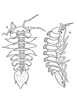 Coulmannia rossensis (Paramunnidae)