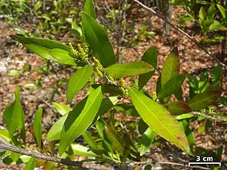 Голоцветник блестящий (Gymnanthes lucida)